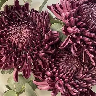 Букет из 3 хризантем Bigoudi