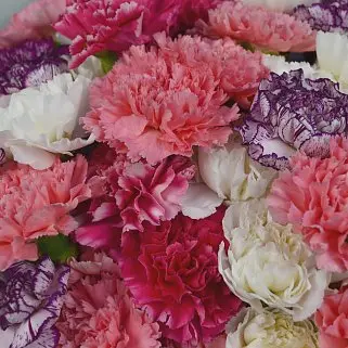 Букет из 51 диантуса