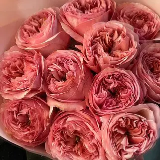 Букет пионовидных роз Pink Expression S