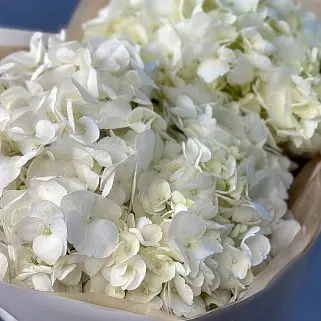 Букет из 3 белых гортензий