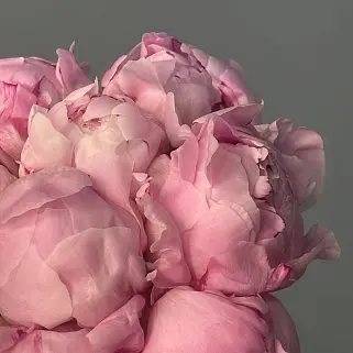 Свадебный букет невесты из 9 розовых пионов