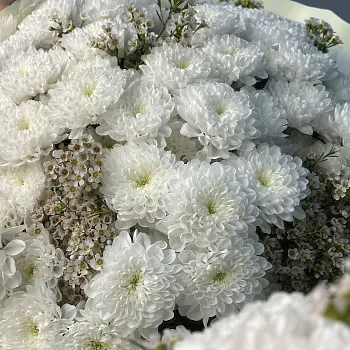 Букет из 15 хризантем Baltica и ваксфлауэра