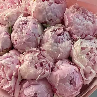 Букет из 11 розовых пионов