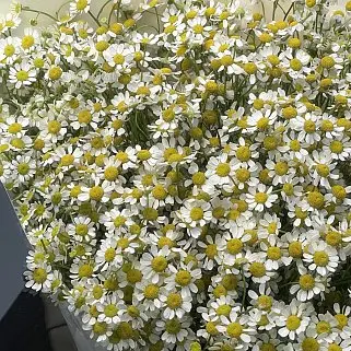 Букет ромашек XL