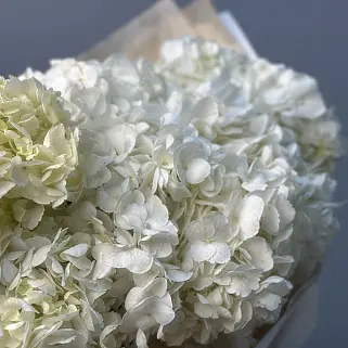 Букет из 7 белых гортензий