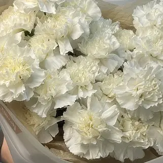 Букет из 25 белых гвоздик