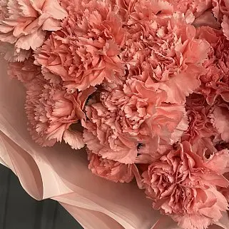 Букет из 25 розовых гвоздик