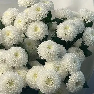 Букет из 5 кустовых хризантем Coconut