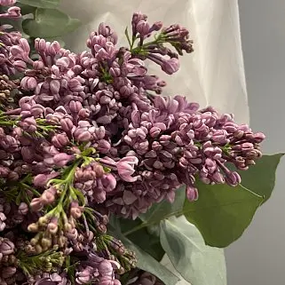 Букет из 5 веточек сирени