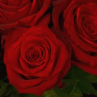 Букет из 11 красных роз 60см