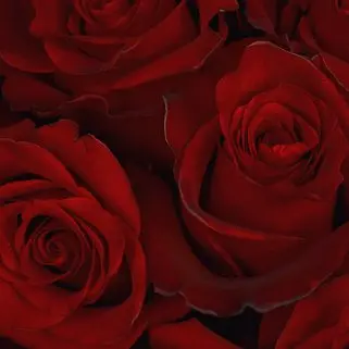 Букет из 51 красной розы 50см