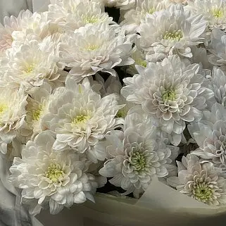 Букет из 9 кустовых хризантем Pastela Rose