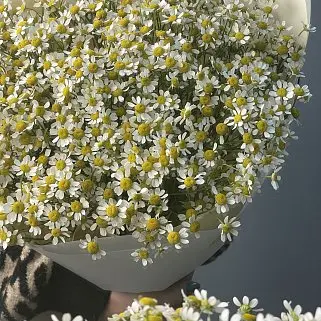 Букет ромашек L