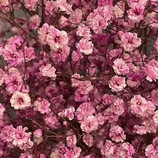 Букет из 11 веточек розовой гипсофилы