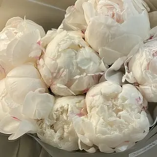 Букет из 5 белых пионов