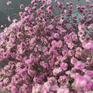 Букет из 5 веточек розовой гипсофилы