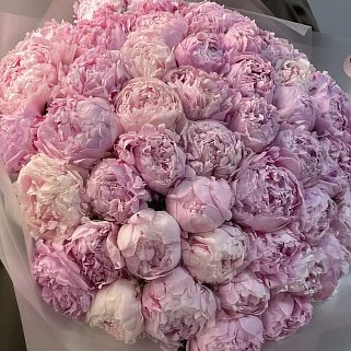 Букет из 51 розового пиона