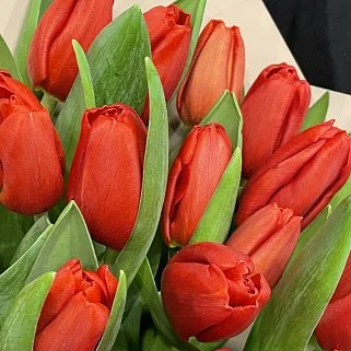 Букет из 15 красных тюльпанов