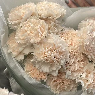 Букет из 15 персиковых гвоздик