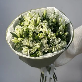 Букет из 21 белой альстромерии