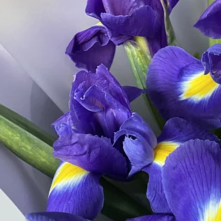Букет из 15 ирисов