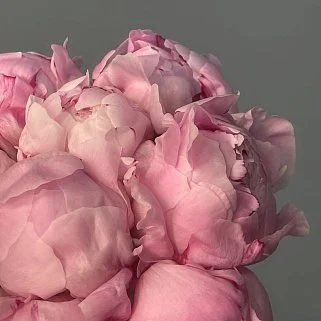 Свадебный букет невесты из 9 розовых пионов