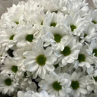 Букет из 11 белых кустовых хризантем Bacardi