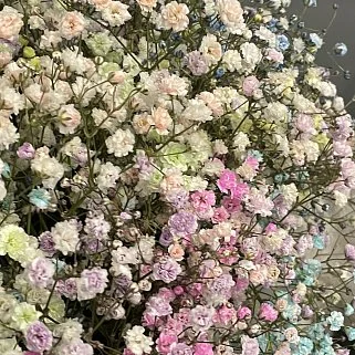 Букет в шляпной коробке из цветной гипсофилы