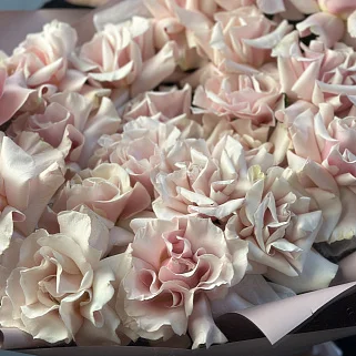 Букет из 25 французских роз Pink Mondial