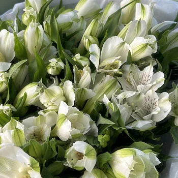 Букет из 15 белых альстромерий