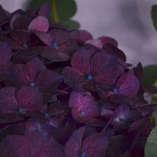 Букет фиолетовой гортензии