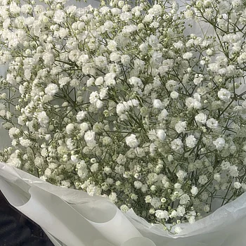 Букет из 5 веточек гипсофилы