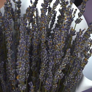 Букет лаванды M