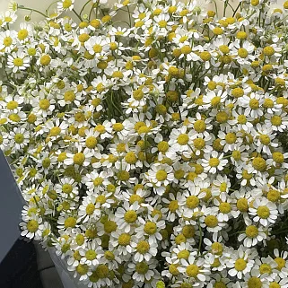 Букет ромашек XL