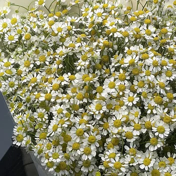 Букет ромашек XL