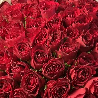 Букет из 101 красной розы 50см (Кения)