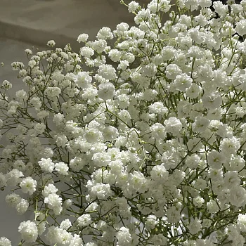 Интерьерный букет из 5 веточек гипсофилы