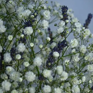 Букет из гипсофилы и лаванды