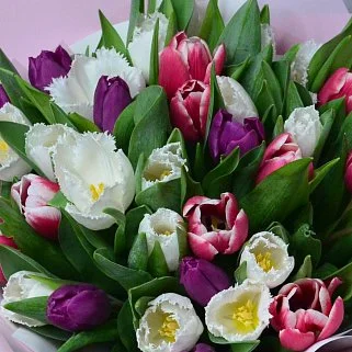 Букет из 51 пионовидного тюльпана микс