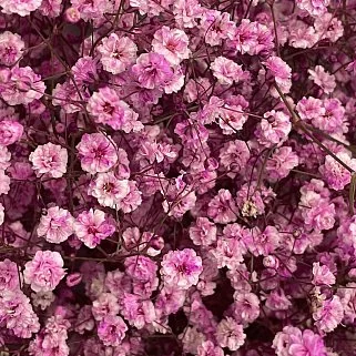 Букет из 15 веточек розовой гипсофилы