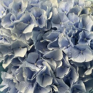 Букет из 3 голубых гортензий