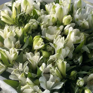 Букет из 21 белой альстромерии