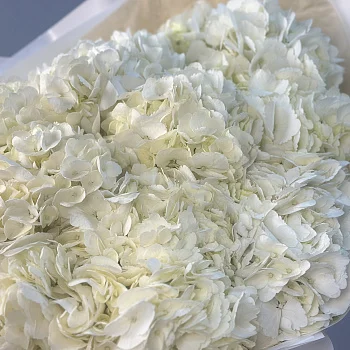 Букет из 11 белых гортензий