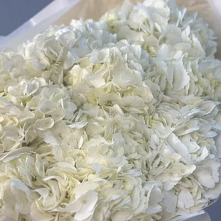 Букет из 11 белых гортензий