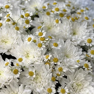 Дуо-букет хризантем Baltica и матрикарии S