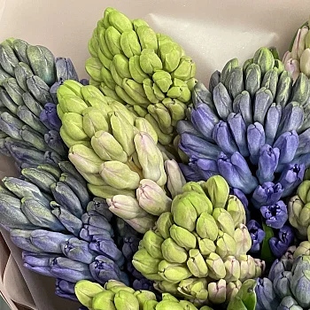 Букет из 15 гиацинтов (микс)