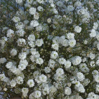 Свадебный букет невесты из гипсофилы