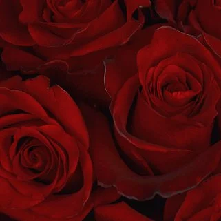 Букет из 51 красной розы 50см