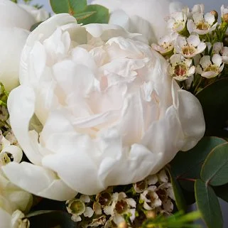 Букет в шляпной коробке из 7 белых пионов и ваксфлауэра