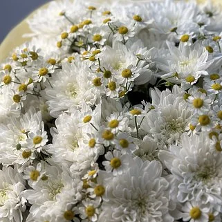 Дуо-букет хризантем Baltica и матрикарии M